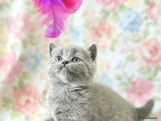 British Shorthair cats British shorthair chocolate and blue girls - Advert 13