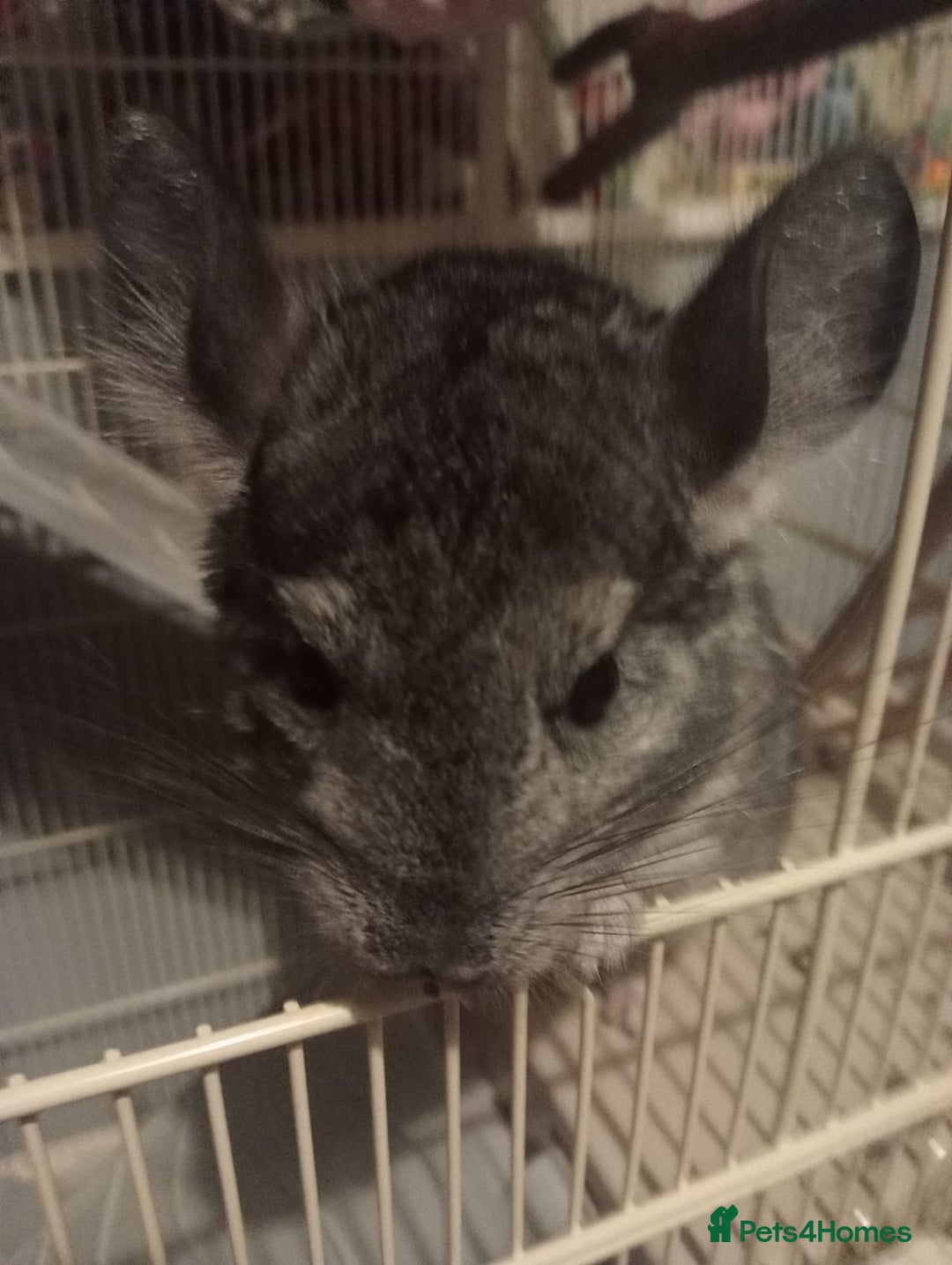 Chinchilla rodents for sale: Chinchilla  - Image 2
