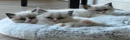 Ragdoll cats for sale: 💙💗PURE Ragdoll kittens 💗💙 in London - Advert 19