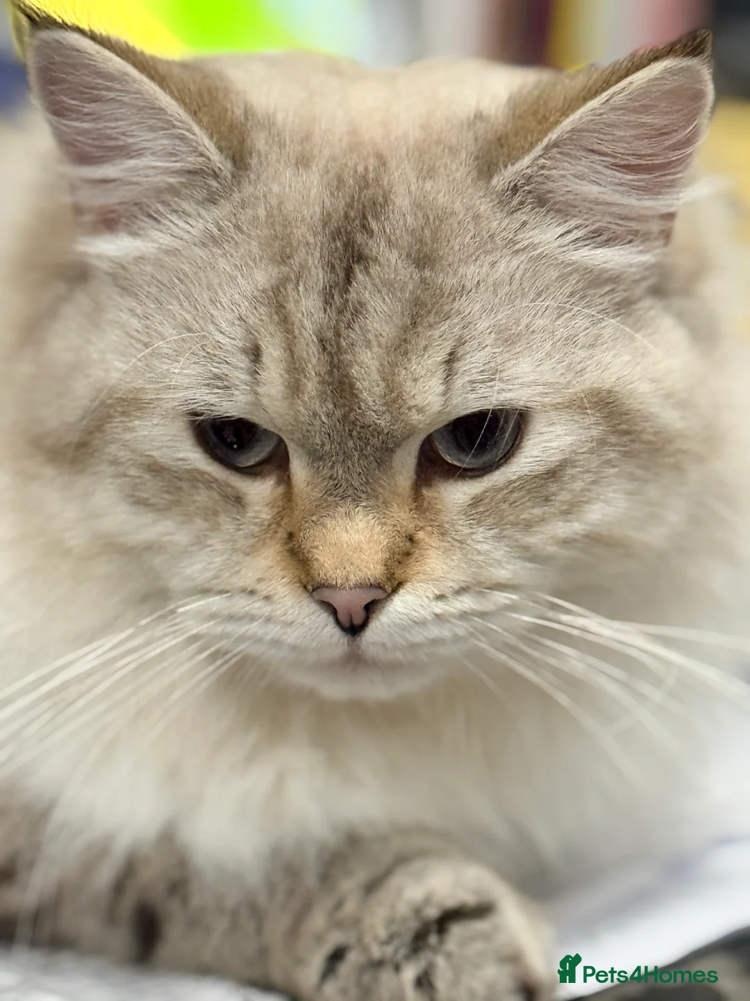 Siberian cats for stud: Big Chap pure Neva Masquerade  - Advert 4