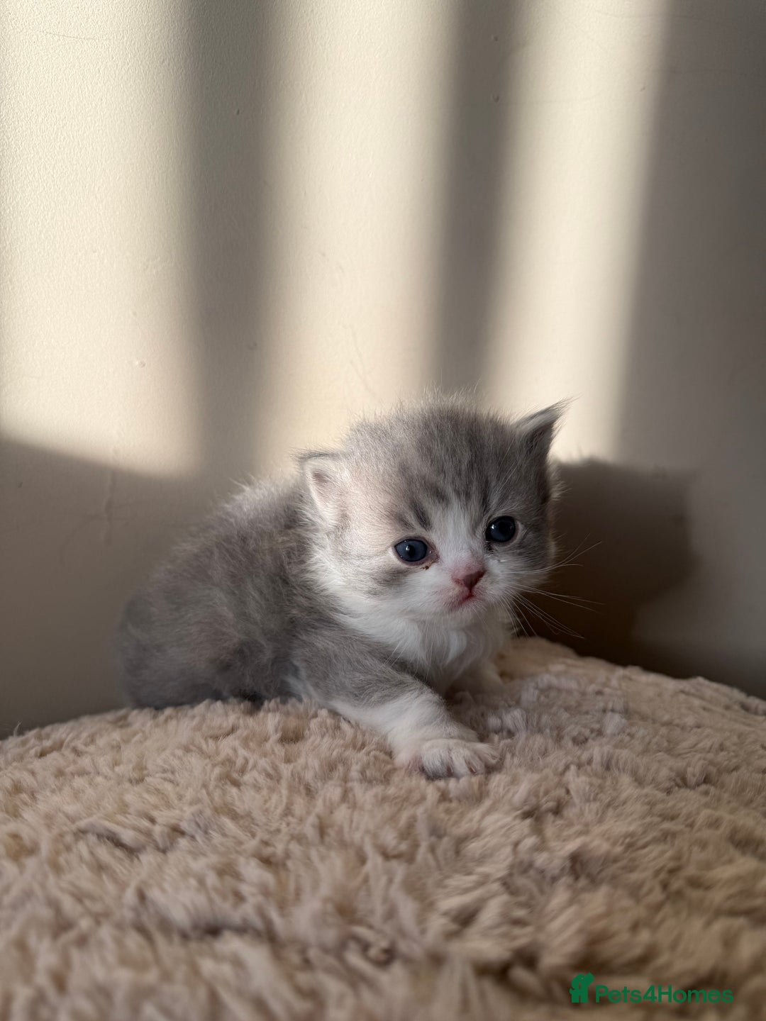 Persian cats for sale: Gorgeous Persian Kittens  - Advert 9