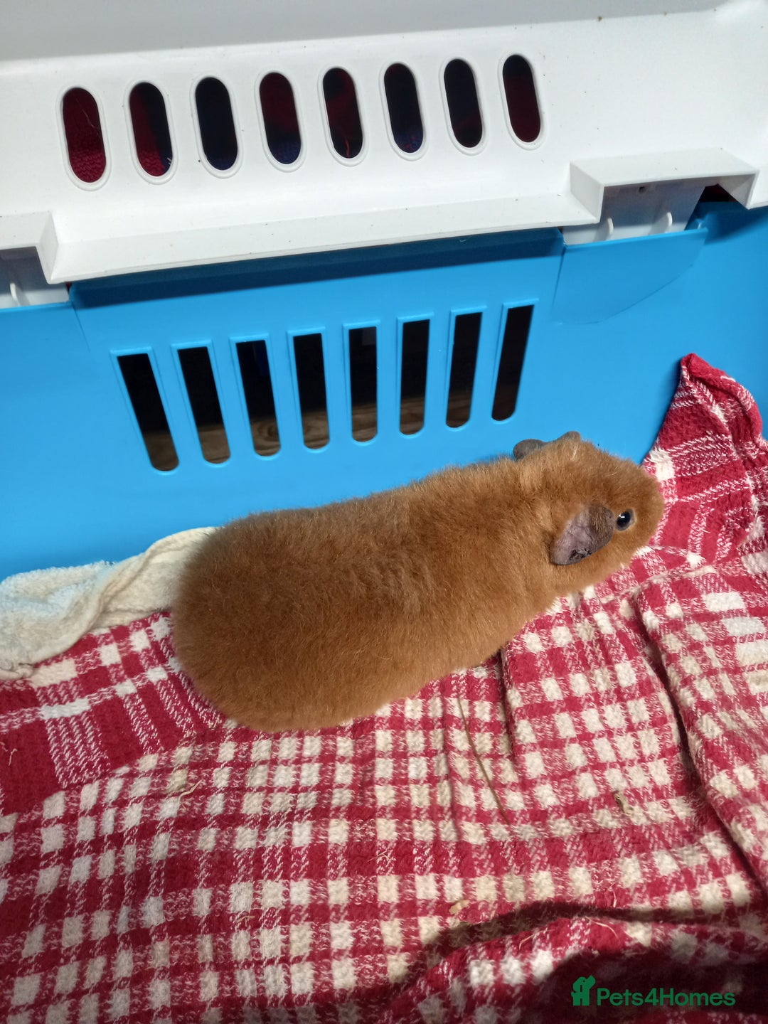 Guinea Pig rodents for sale: Teddy baby guinea-pigs  - Advert 5