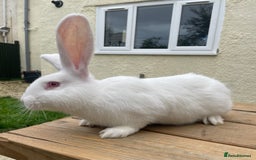Continental Giant rabbits for sale: 2 male continental giants left - Image 9