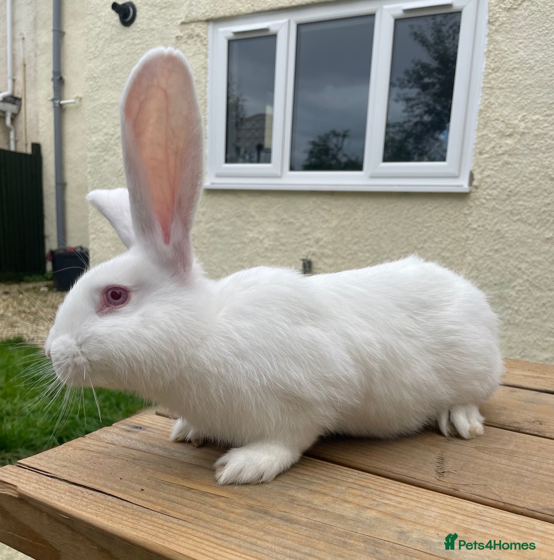 Continental Giant rabbits for sale: 2 male continental giants left - Image 9