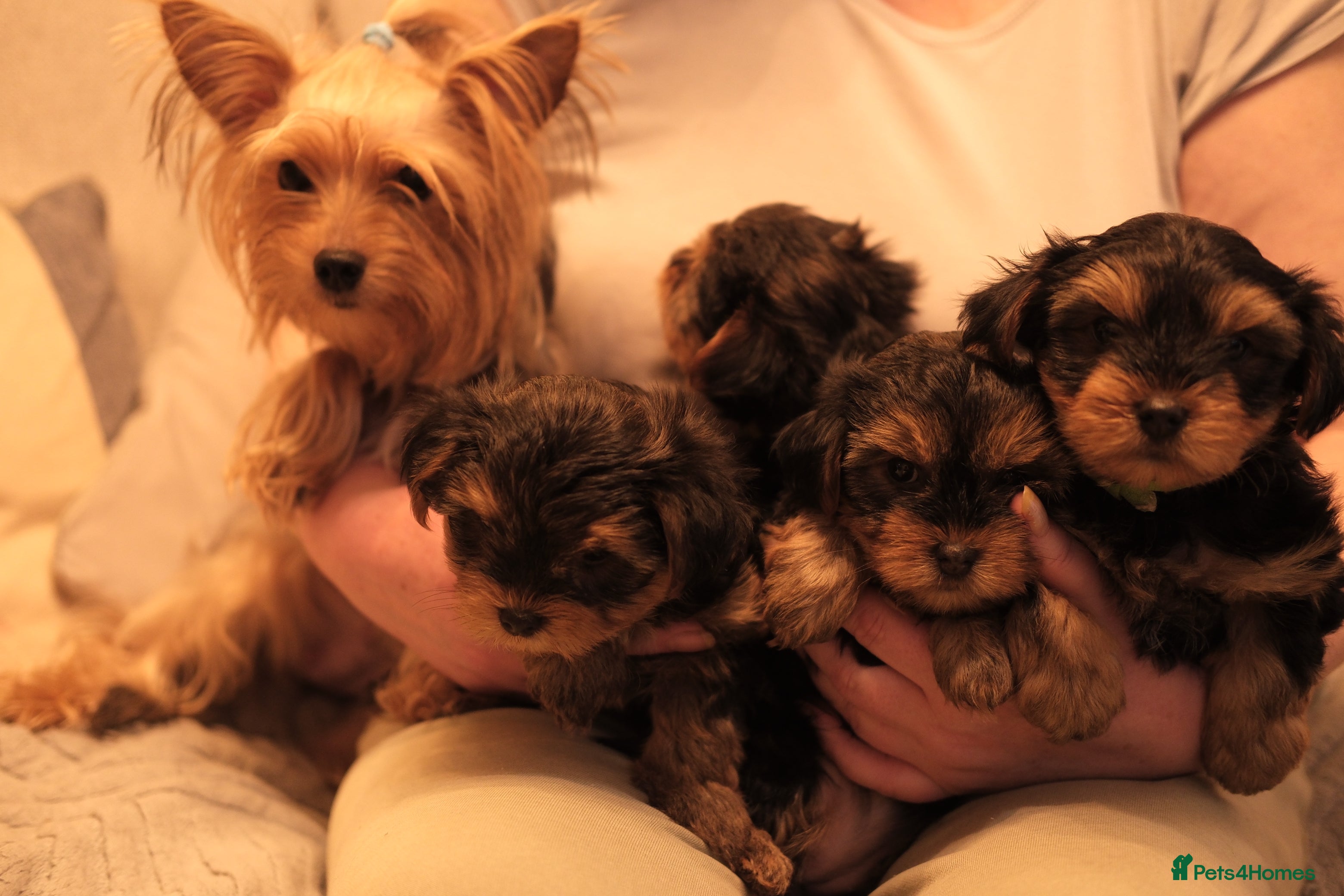 Yorkshire Terrier dogs 4 Yorkshire Terrier Puppies - Advert 1