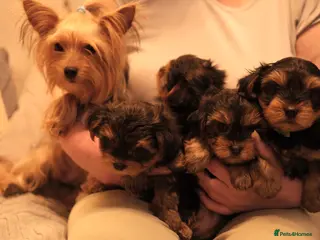 Yorkshire Terrier dogs 4 Yorkshire Terrier Puppies - Advert 1