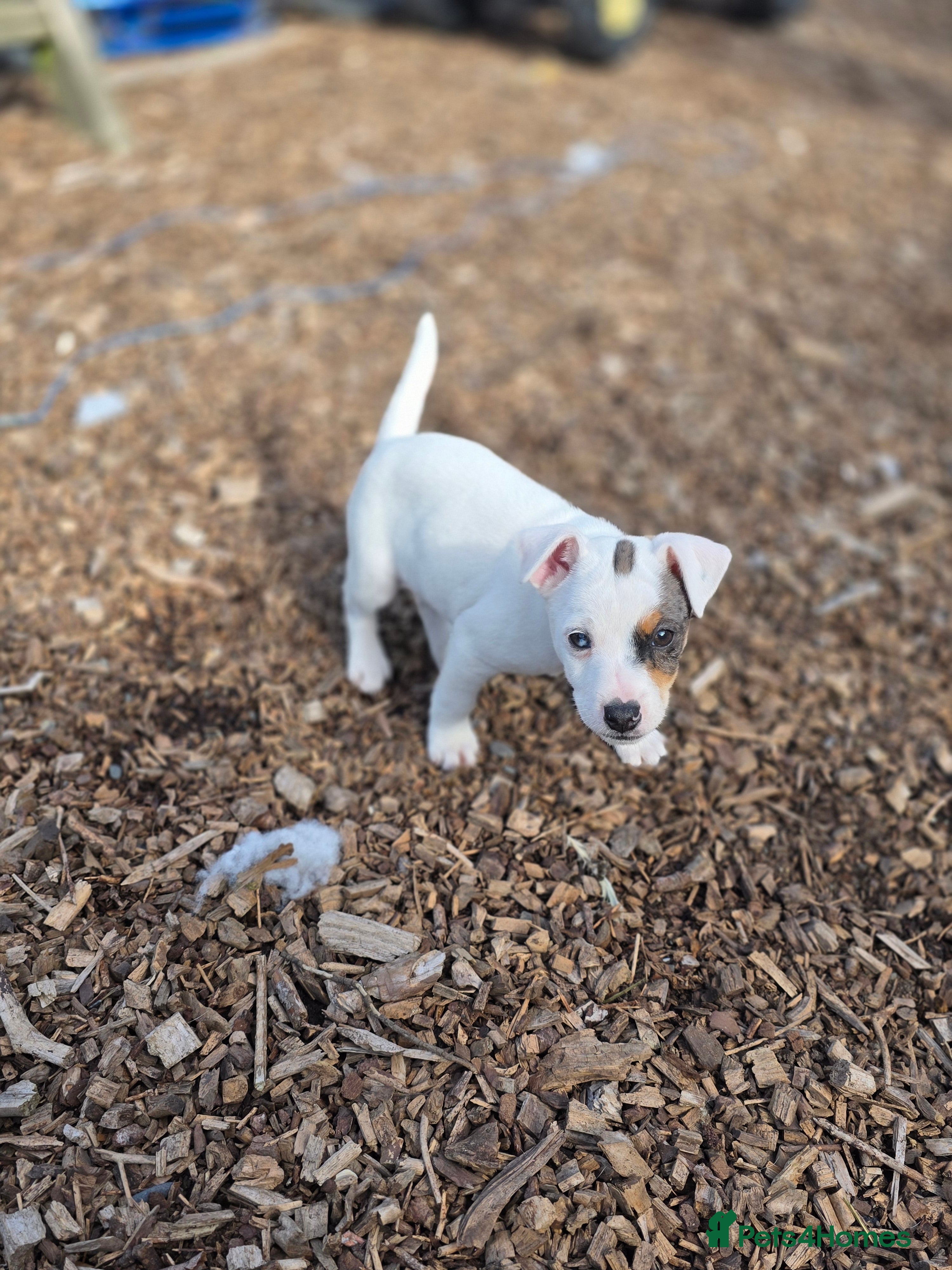 Jack Russell dogs Jack russell puppies - Advert 2