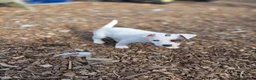 Jack Russell dogs for sale: Lovely Jack russell puppies - Advert 20