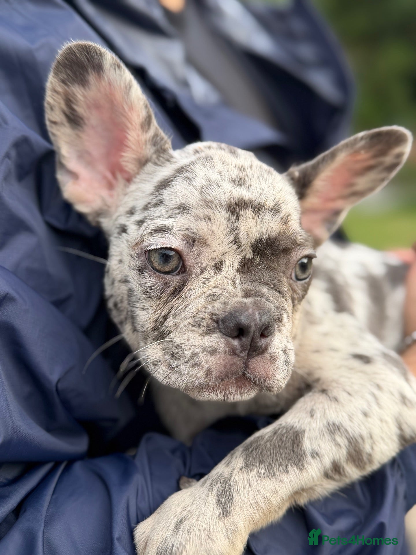 French Bulldog dogs Beautiful blue merle french bulldog  - Advert 1