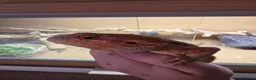 Bearded Dragon reptiles for sale: Bearded Dragon  in Bridgnorth - Advert 5