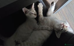 Bengal cats for sale: Snow bengal x seal point ragdoll kittens - Image 3