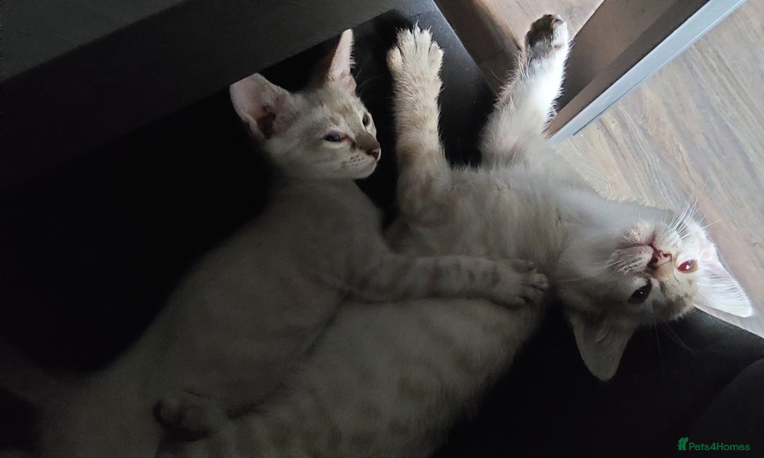 Bengal cats for sale: Snow bengal x seal point ragdoll kittens - Image 3