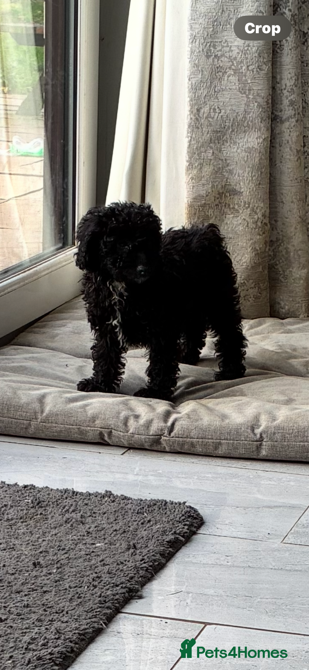 Miniature Poodle dogs for sale: Cavapoo poodle  - Image 12