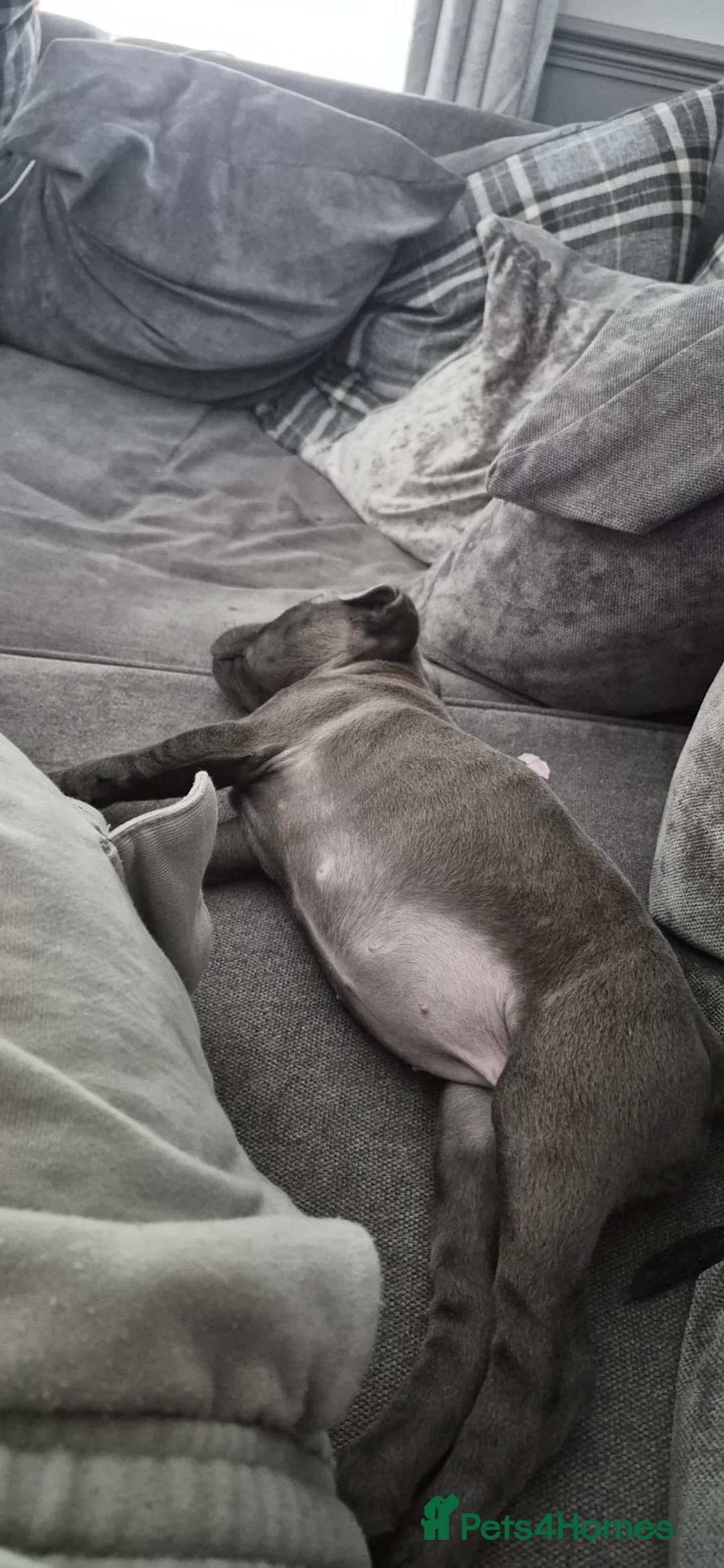 Staffordshire Bull Terrier dogs for sale: Blue staffy girl in Clacton-on-Sea - Advert 2
