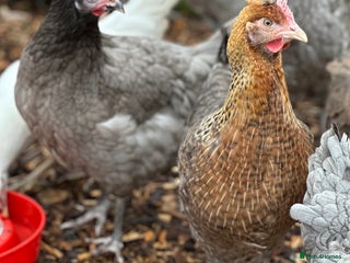 Chickens poultry - Advert 20