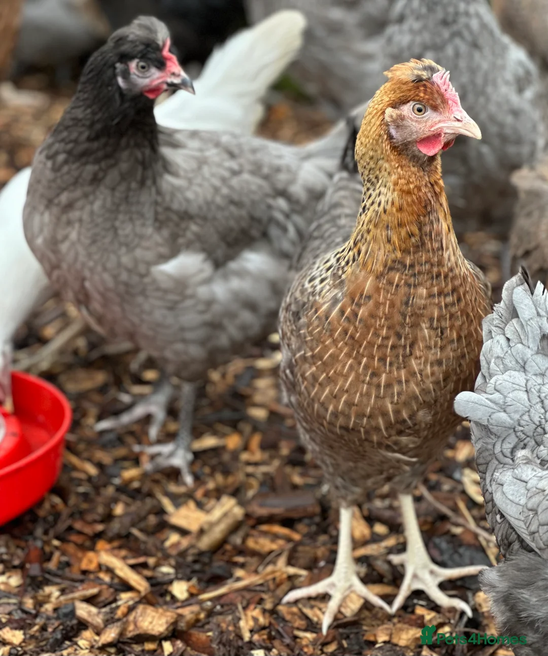 Chickens poultry for sale: Crested Cream Legbar - Blue Egg Layer  in Preston - Advert 2