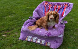 Cocker Spaniel dogs for sale: Chocolate/Chocolate Tan working cocker pups - Advert 19
