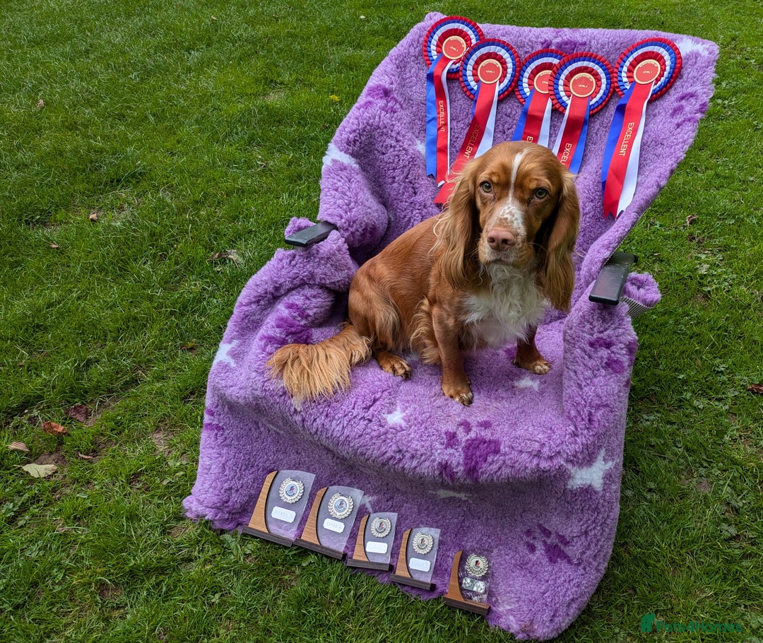 Cocker Spaniel dogs for sale: Chocolate/Chocolate Tan working cocker pups - Advert 19