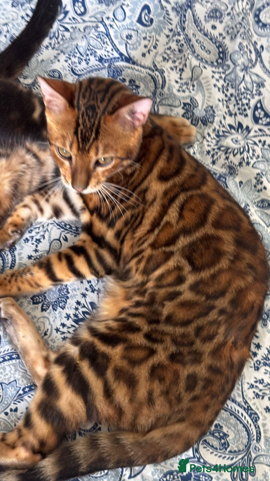 Bengal cats for sale: TICA Bengal cats adorable educated with kid NO UK  in London - Advert 33