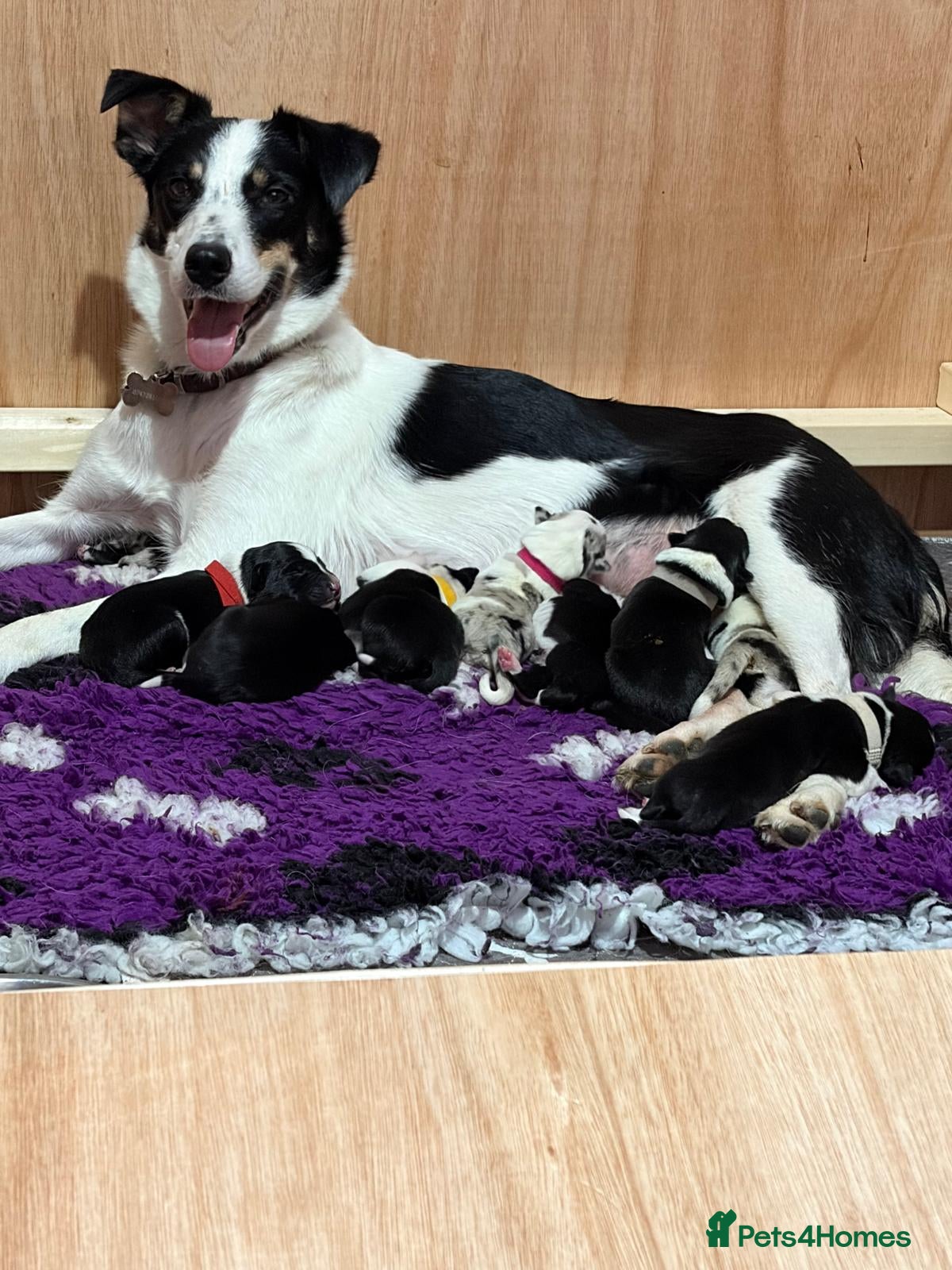 Border Collie dogs Family-Raised Border Collie Pups - Advert 2