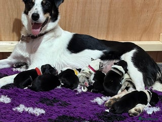 Border Collie dogs Family-Raised Border Collie Pups - Advert 1