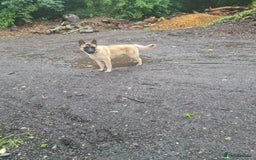 Mixed Breed dogs for sale: Max !  - Image 3