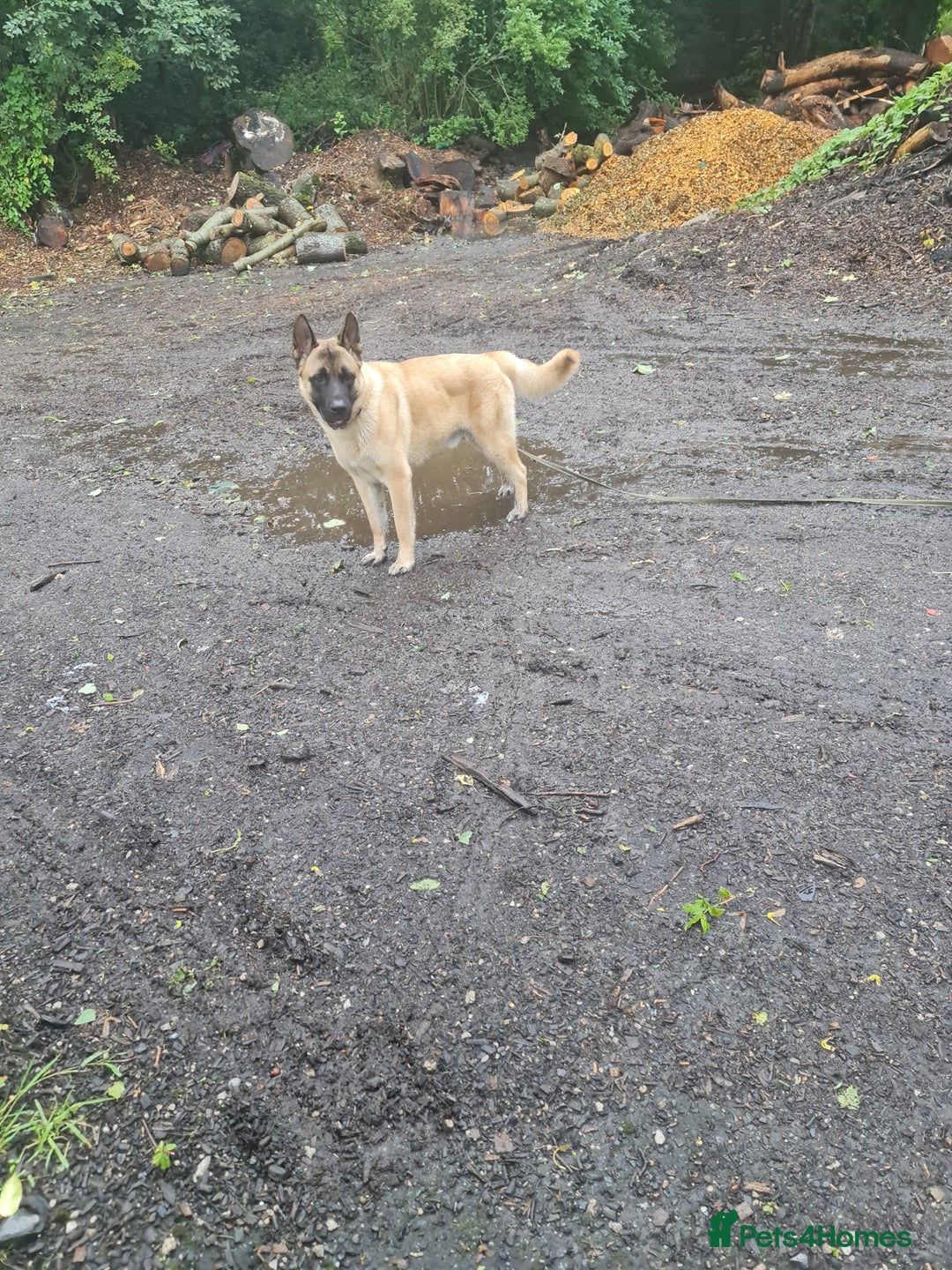 Mixed Breed dogs for sale: Max !  - Image 3