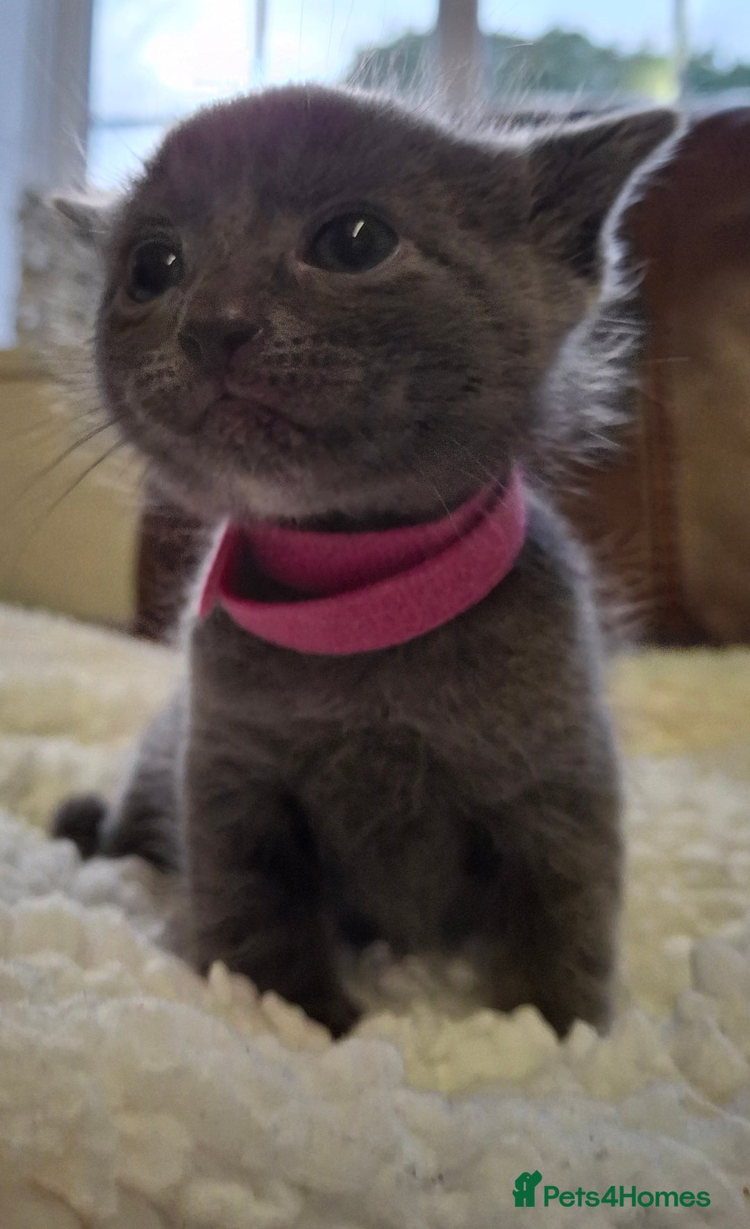 Ragdoll cats for sale: Ragdoll x BSH kittens (individually priced) - Image 20