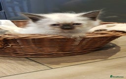 Siberian cats for sale: Hypoallergenic Siberian Neva Masquerade kittens. - Image 21