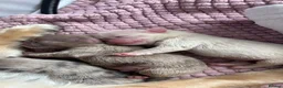 Pug dogs for sale: Pug Puppies  - Advert 9