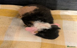 Guinea Pig rodents for sale: Beautiful werewolf boy available now - Image 2