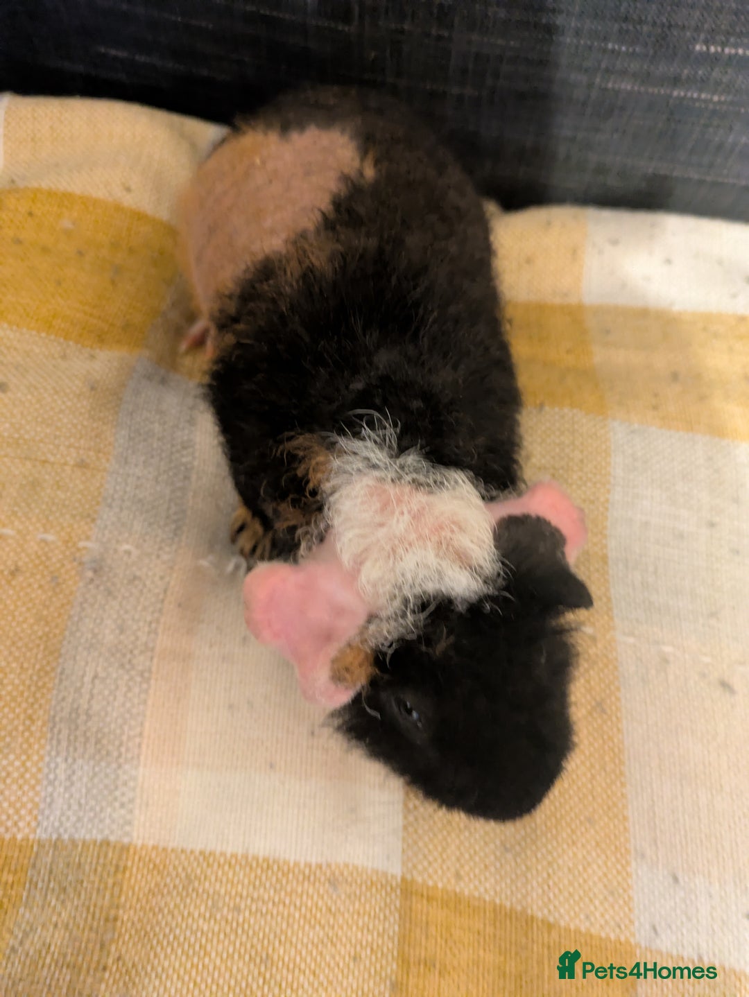 Guinea Pig rodents for sale: Beautiful werewolf boy available now - Image 2