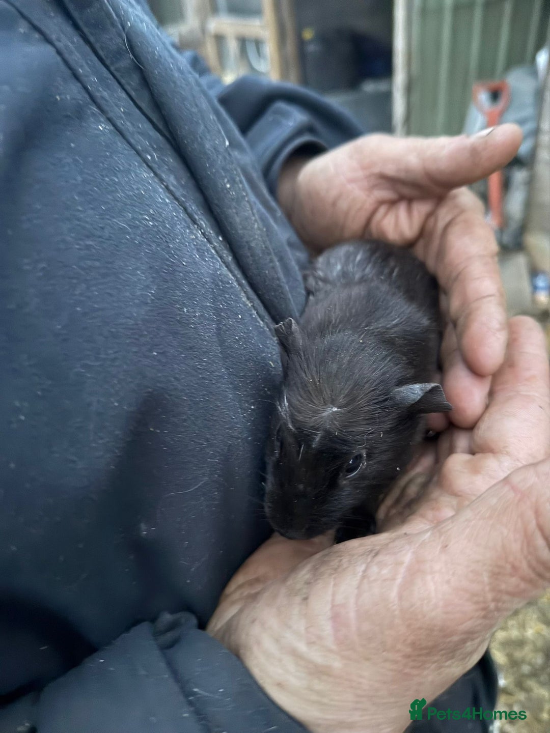 Guinea Pig rodents for sale: 20 lovely guinea pigs for sale  - Advert 28