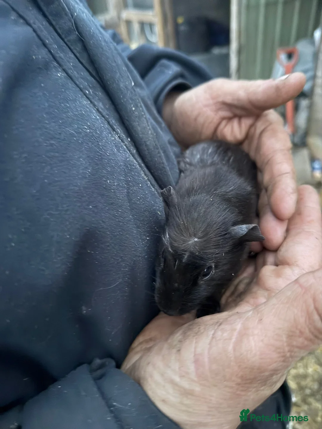 Guinea Pig rodents for sale: 20 guinea pigs for sale  - Advert 28