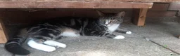 Domestic Shorthair cats for sale: 5 kittens(i can give for free aswell) in London - Advert 1