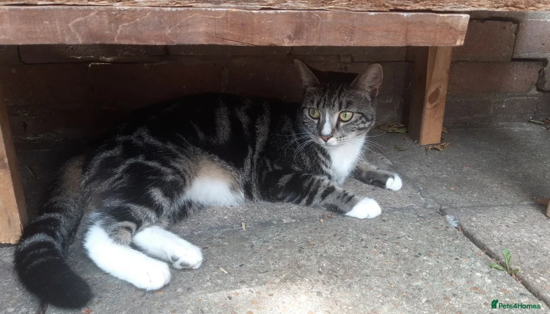 Domestic Shorthair cats for sale: 5 kittens(i can give for free aswell) in London - Advert 1