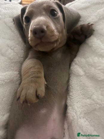 Miniature Dachshund dogs - Advert 3