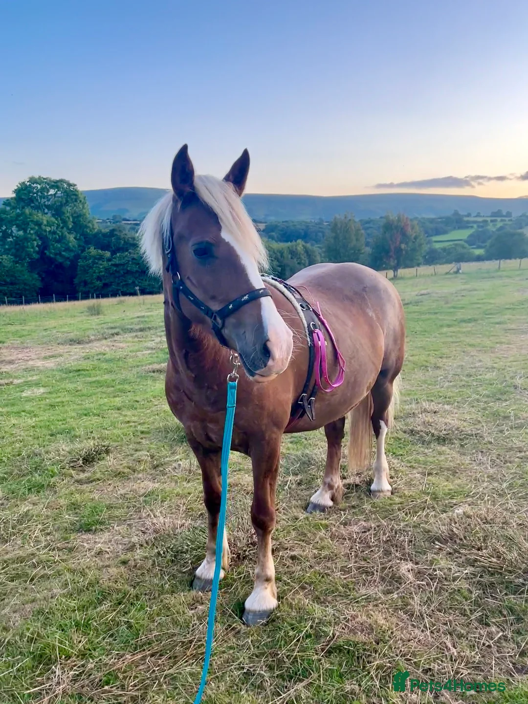 Welsh Section D horses for sale: Register Welsh Section D Mare  in Hereford - Advert 4