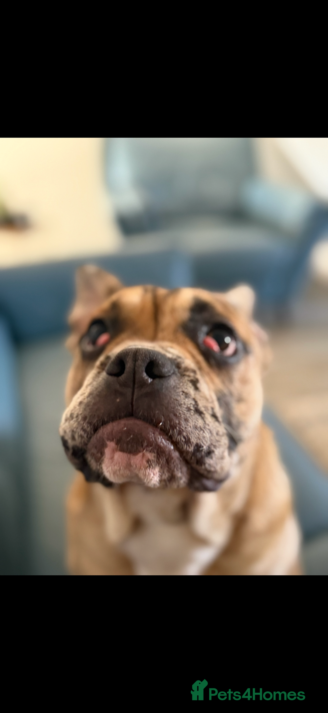 Mixed Breed dogs for sale: Derek and Dotty - Advert 5