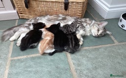 Mixed Breed cats for sale: Smudge and Smidge looking for their forever homes - Image 20