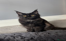 Maine Coon cats for sale: beautiful mainecoon sisters  - Image 5