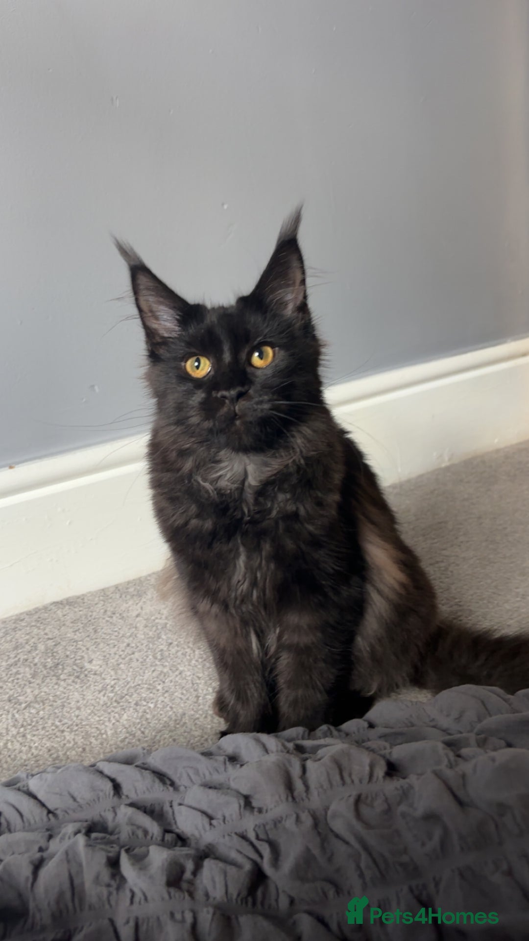 Maine Coon cats for sale: beautiful mainecoon sisters  - Image 5