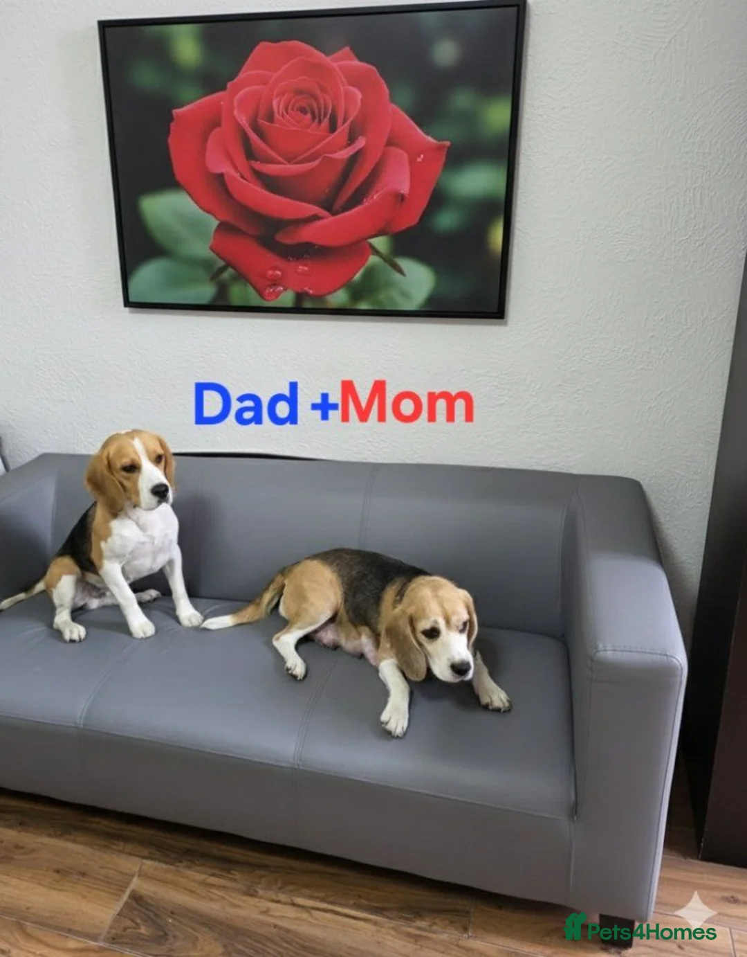 Beagle dogs for sale: Beagle puppies ready for Lovely Homes!! in Manchester - Advert 10