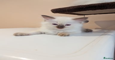Ragdoll cats - Advert 5