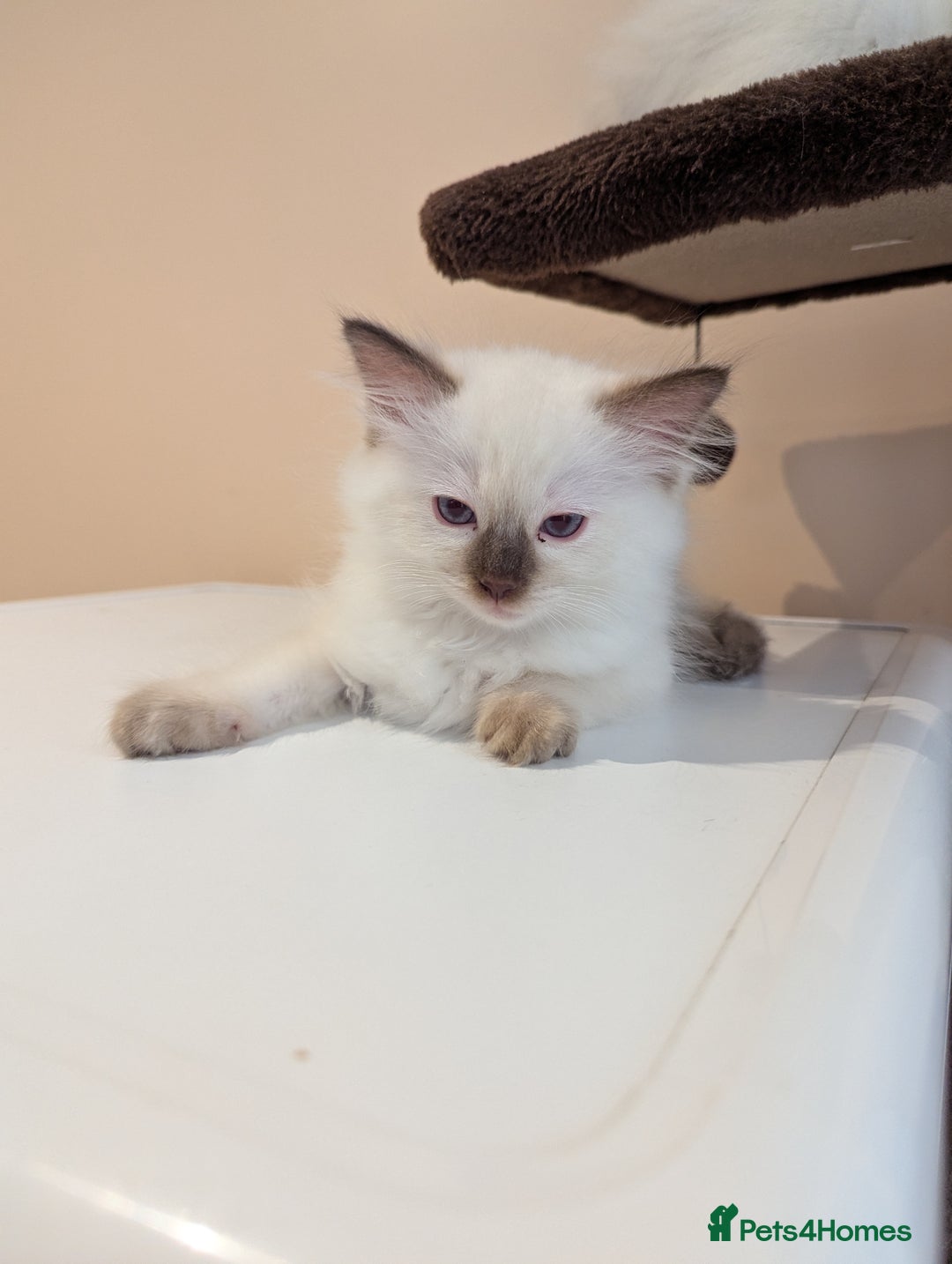 Ragdoll cats for sale: Gccf Registered Chocolate Point Ragdoll Kittens  - Image 2