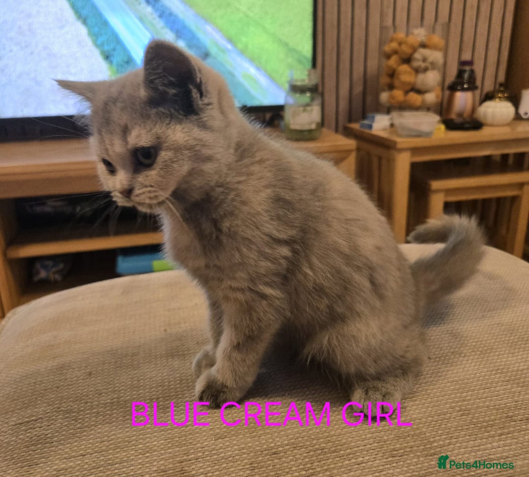 British Shorthair cats for sale: Gorgeous British short haired kittens READY NOW - Image 3