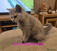 British Shorthair cats - Advert 3