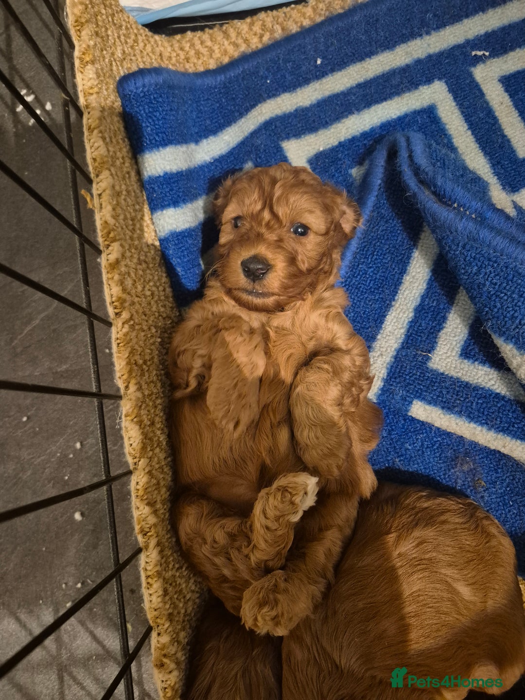 Cockapoo dogs for sale: Adorable fox red f1 toy cockapoo puppies - Advert 7