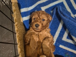 Cockapoo dogs Adorable fox red f1 miniature cockapoo puppies - Advert 4