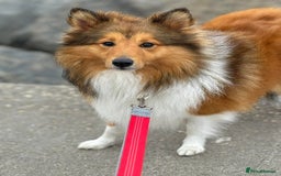 Shetland Sheepdog dogs for stud: Beautiful sable Shetland sheepdog for stud  - Image 11